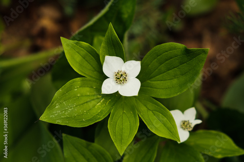 Bunchberry Flower photo