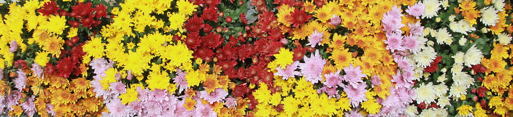 chrysanthèmes multicolor chrysanthèmes multicolor