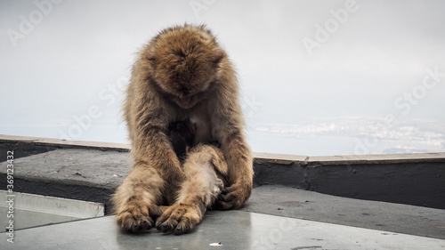 Canvastavla Gibraltar is a British Overseas Territory and headland, on Spain's south coast