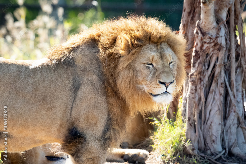 A male Lion relaxing in the sunshine A male Lion relaxing in the sunshine