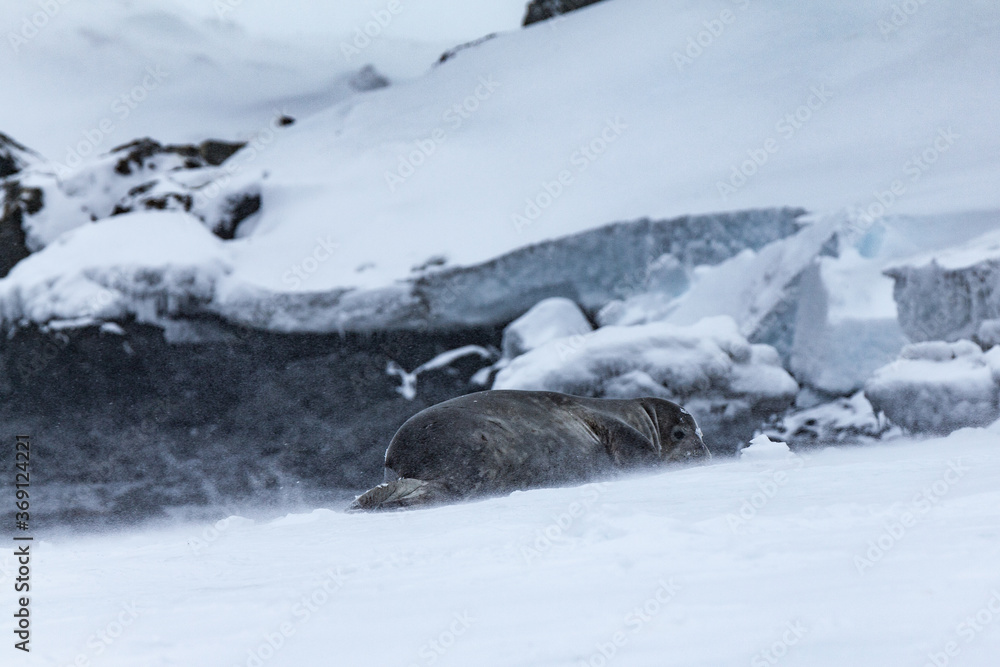 A Large Seal Huddles Down in a Storm A Large Seal Huddles Down in a Storm