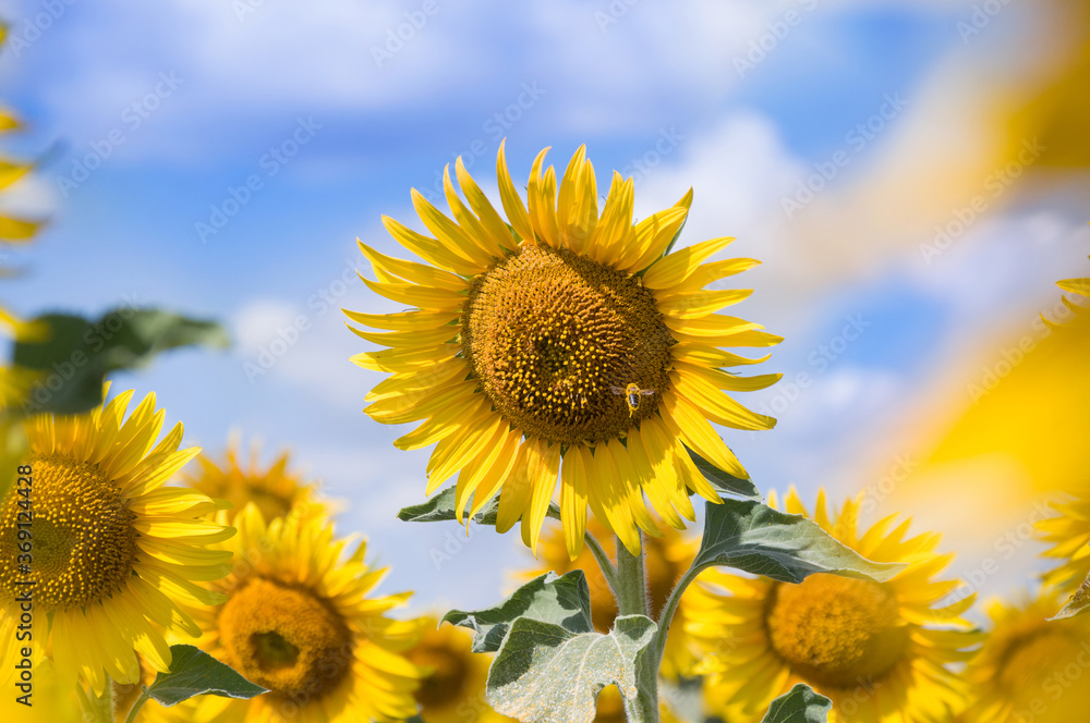 Blooming sunflower in the field against the blue sky. Soft focus. An agricultural plant in the process of active growth and flowering. Blooming sunflower in the field against the blue sky. Soft focus. An agricultural plant in the process of active growth and flowering.