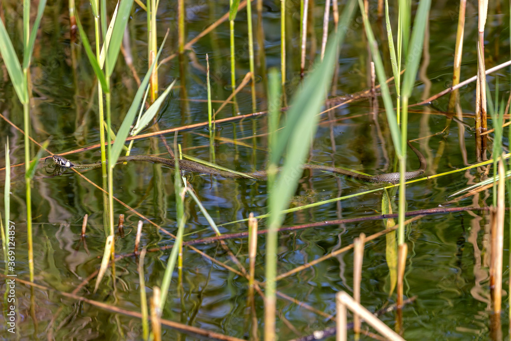 Obraz premium grass snake (Natrix natrix) on water