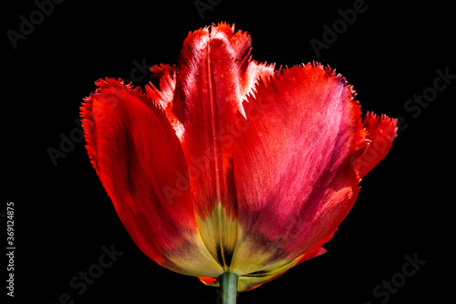 Fringed tulip (Tulipan Strzepiasty), A bud of a tulip with red petals and fringe on them and with a yellow center