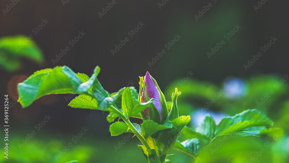 blooming rose Bush roses in the background sunlight blooming rose Bush roses in the background sunlight
