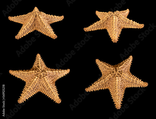 Set of brown starfish isolated on black background. Close-up.