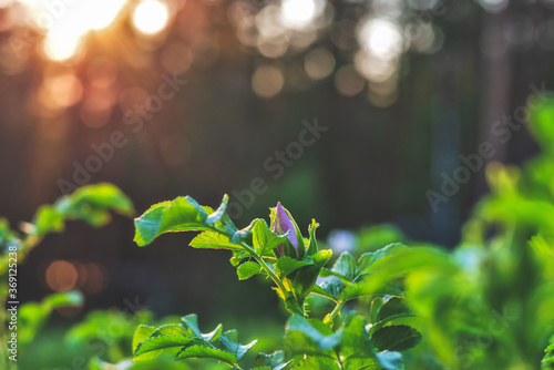 Wallpaper Mural blooming rose Bush roses in the background sunlight Torontodigital.ca