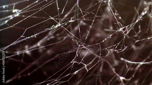 Fotografija Teia de aranha