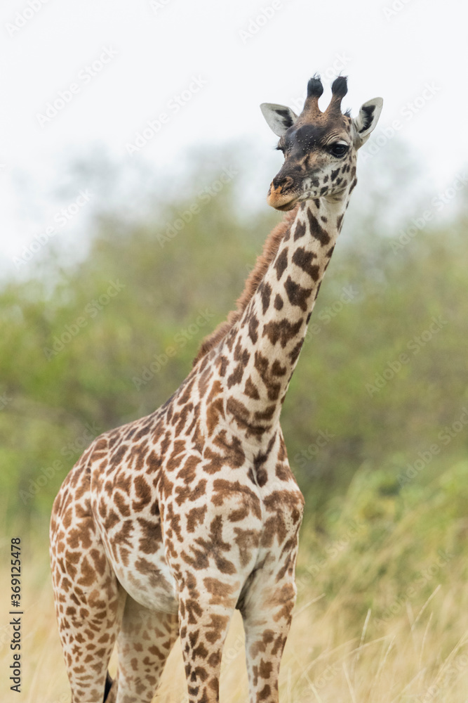 Young Giraffe on the Move on the Plains of Maasai Mara Young Giraffe on the Move on the Plains of Maasai Mara