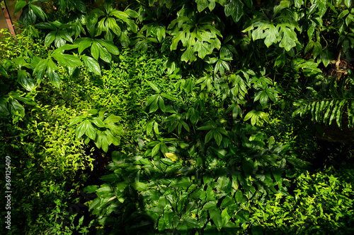 Fototapeta Naklejka Na Ścianę i Meble -  Brooklyn, NY, USA - June 27, 2019: Brooklyn Botanical Garden