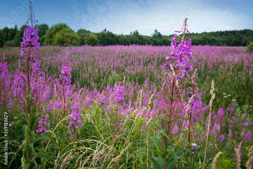 Pink flowers of Willow-herb (Ivan tea, fireweed) in a summer field photo