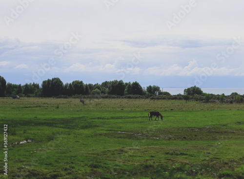 Brown horse in field © Samira's  art