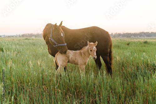 A mare nuzzling her foal