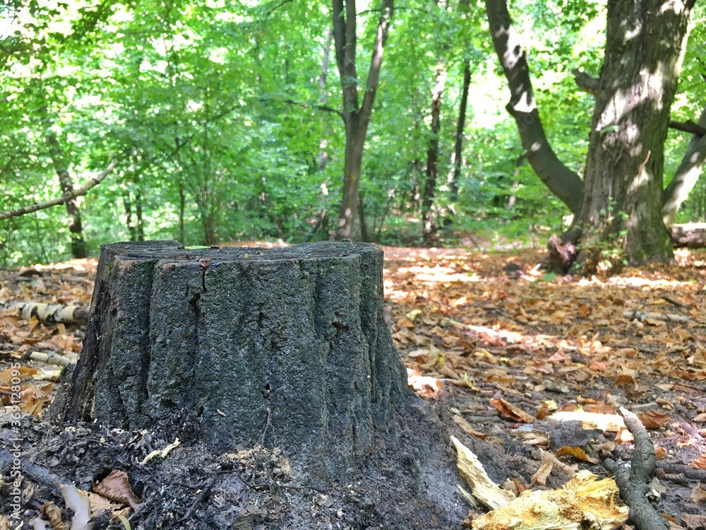 Obraz premium fallen tree in autumn