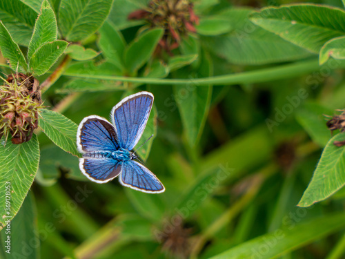butterfly on a flower