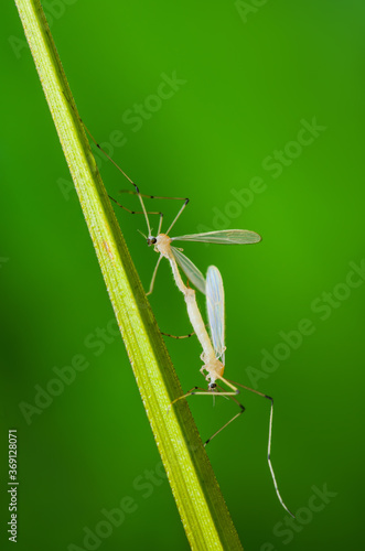 Couple of Mating Mosquito Insects. Leishmaniasis, Encephalitis, Yellow Fever, Dengue, Malaria Disease, Mayaro or Zika Virus Infectious Culex Mosquito Parasite Macro.