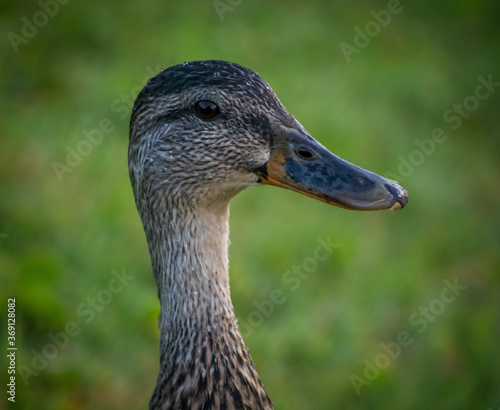 Close-up of duck head and beak