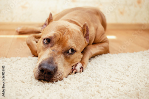 sadness american staffordshire terrier on the floor