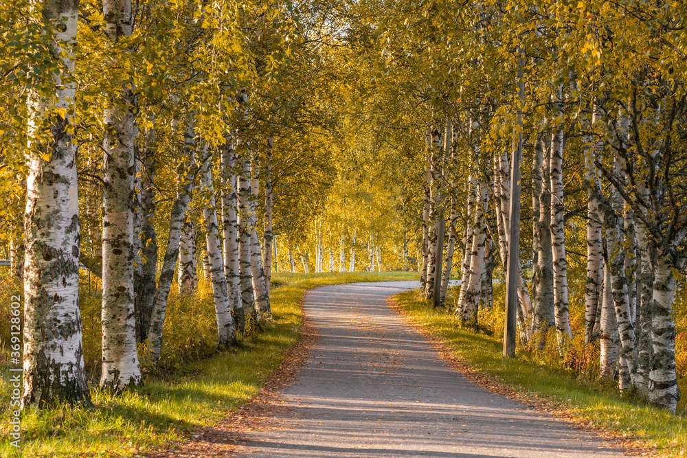 Narrow country road through alley of birch trees during autumn season.