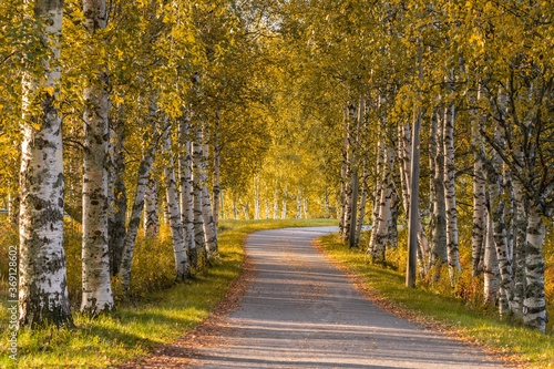 Narrow country road through alley of birch trees during autumn season.