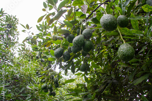 Hass avocado on trees at Morelos state.