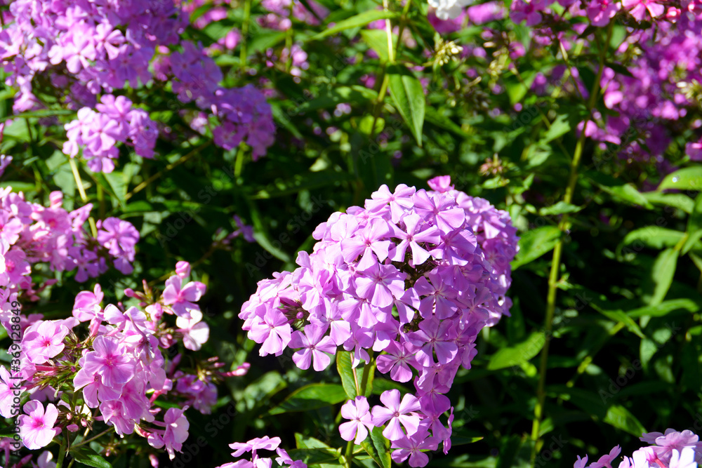 Rosa Blumen im Garten, Botanischer Garten in Gütersloh Rosa Blumen im Garten, Botanischer Garten in Gütersloh