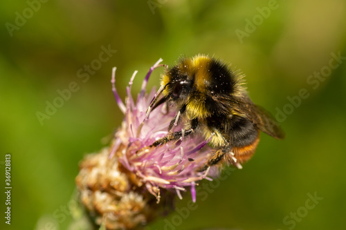 bee on a flower © Dmitry