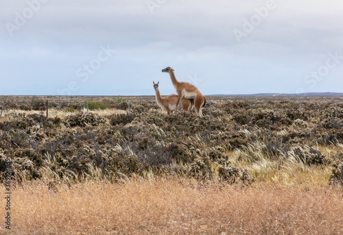 Guanaco intercourse outdoors