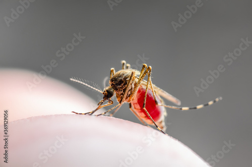 Dangerous Malaria Infected Mosquito Bite. Leishmaniasis, Encephalitis, Yellow Fever, Dengue, Malaria Disease, EEEV or Zika Virus Infectious Culex Mosquito Parasite Insect Macro. photo