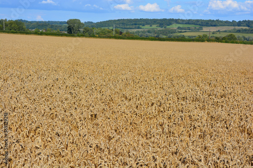 English summer landscape with wheat field in foreground, Sherborne, Dorset, England