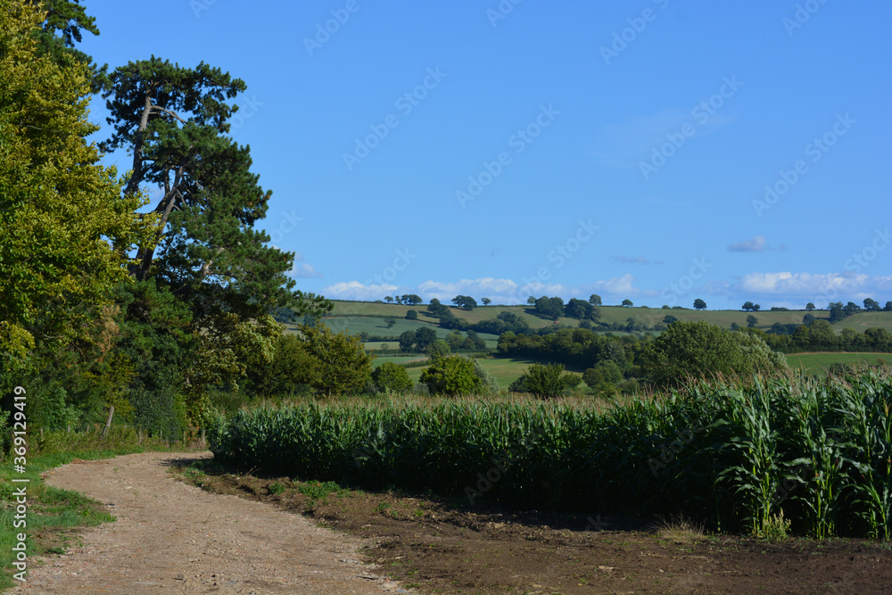 Track in rural landscape, with field of corn, Sherborne, Dorset, England