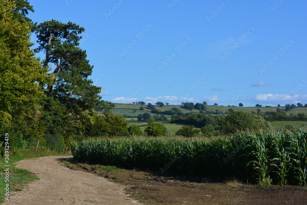 Track in rural landscape, with field of corn, Sherborne, Dorset, England Track in rural landscape, with field of corn, Sherborne, Dorset, England
