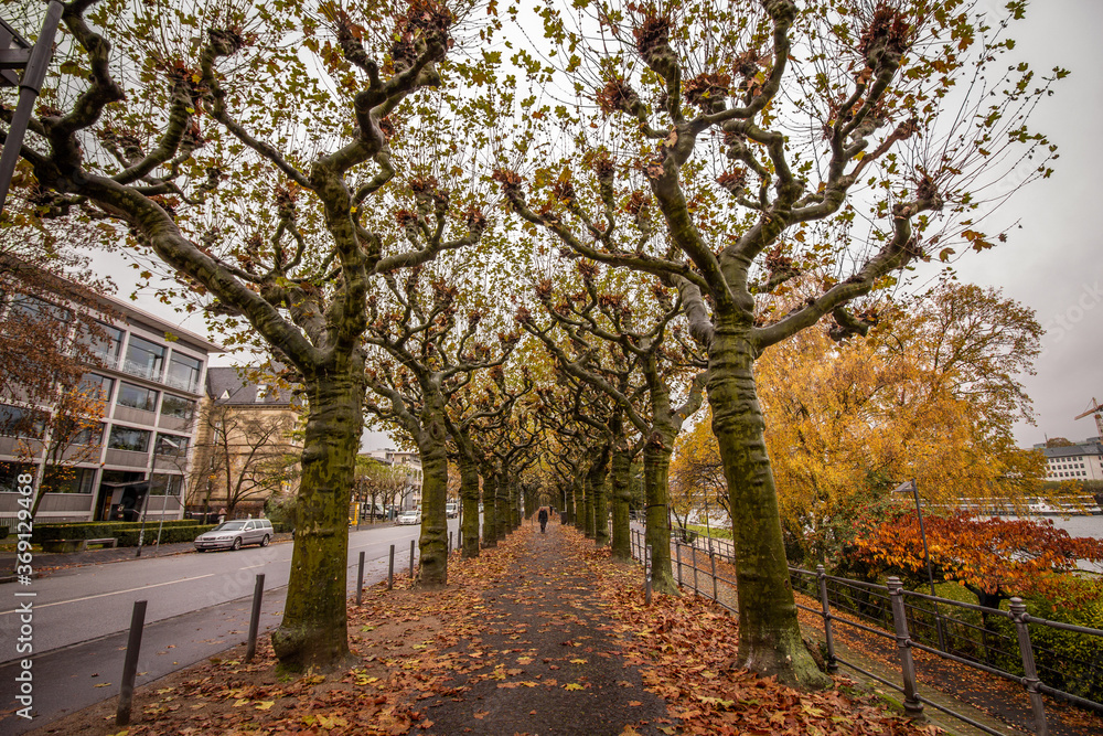 Colorful autumn at Nizza Park in Frankfurt am Main, Germany