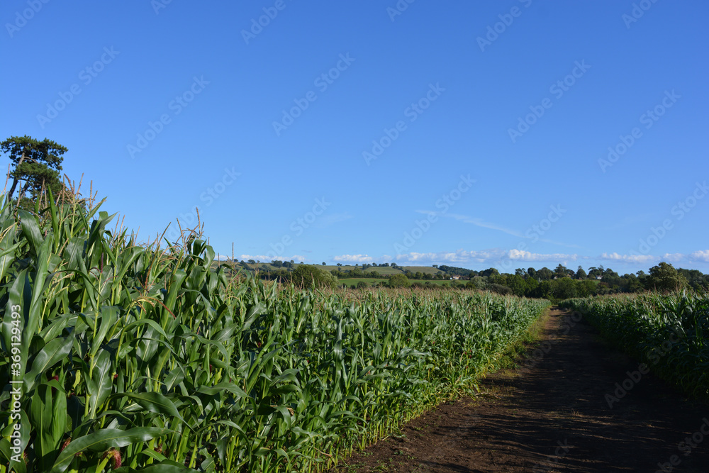 Bridleway through fields of corn, Sherborne, Dorset, England,