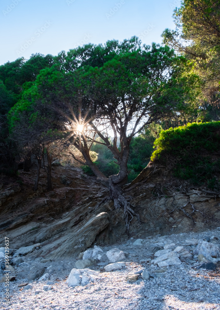 Sunbeams shining through tree on a stony beach. Sunbeams shining through tree on a stony beach.