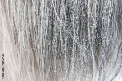 Snowflakes on grey horse manes photo