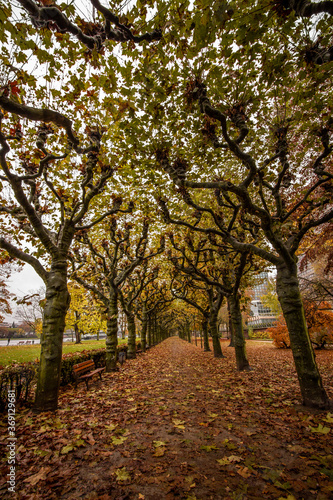 Colorful autumn at Nizza Park in Frankfurt am Main  Germany