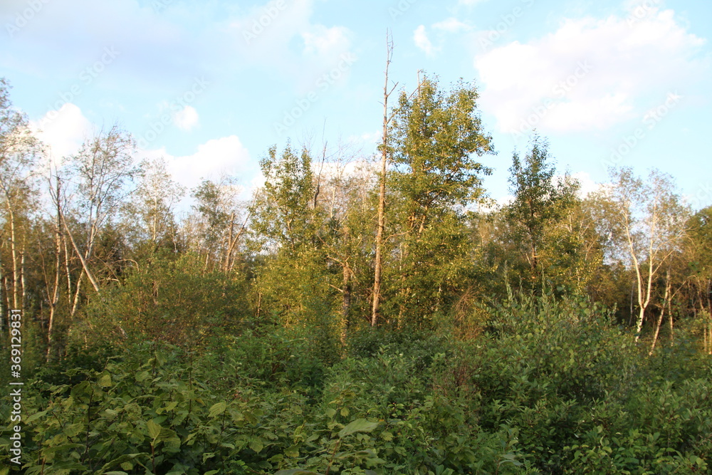 Evening In The Woods, Whitemud Park, Edmonton, Alberta Evening In The Woods, Whitemud Park, Edmonton, Alberta