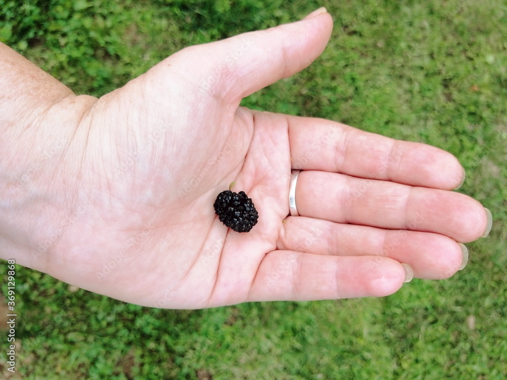 open woman hand with black mullberry fruit, close up open woman hand with black mullberry fruit, close up