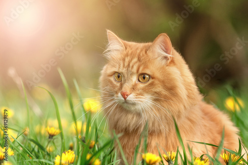portrait red fur cat in green summer grass with yellow flowers background