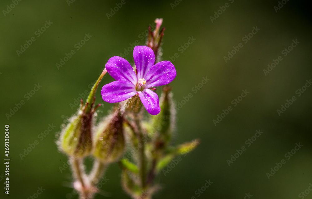 Background of a plant Gerenium Purpureum, Turnagagası, Ebedon Background of a plant Gerenium Purpureum, Turnagagası, Ebedon