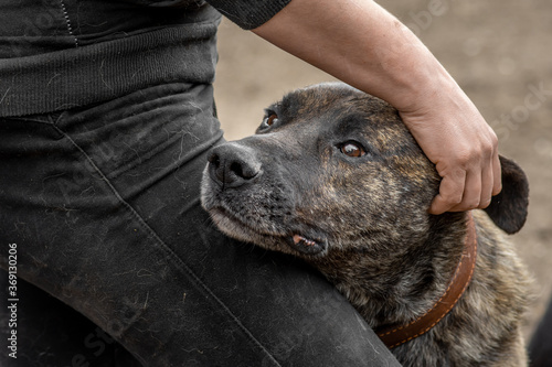 closeup portrait sad homeless abandoned brown dog with human hands in shelter for dogs