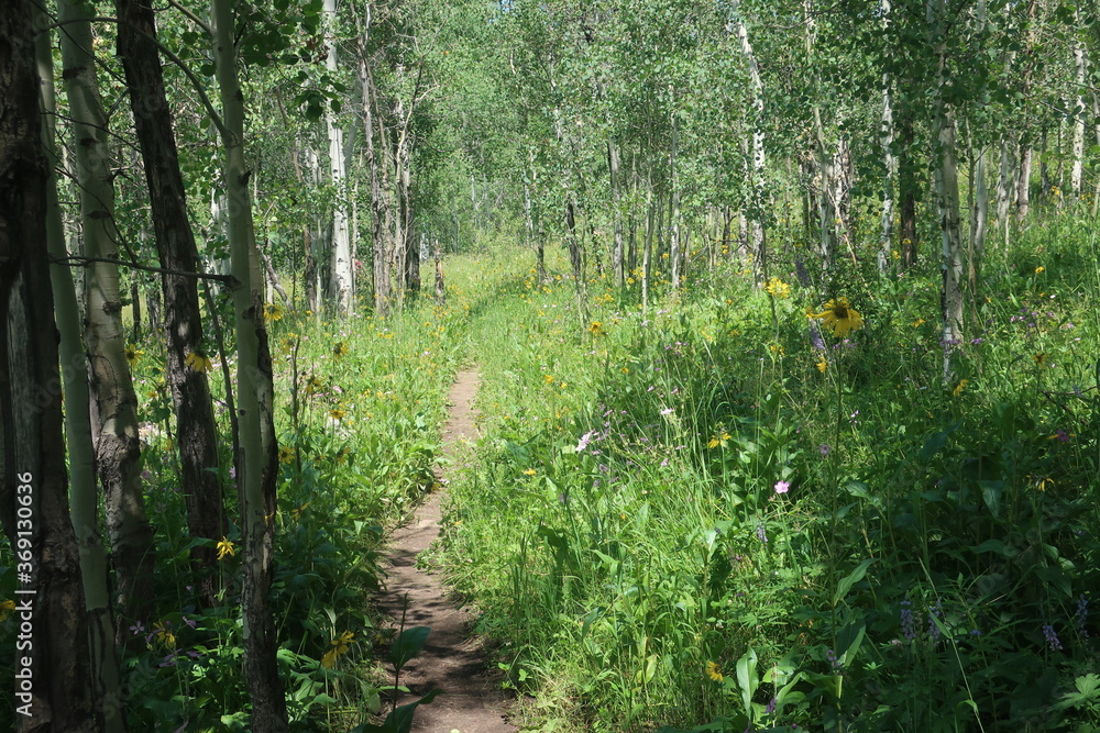 Thick forest and trees in Wyoming Thick forest and trees in Wyoming