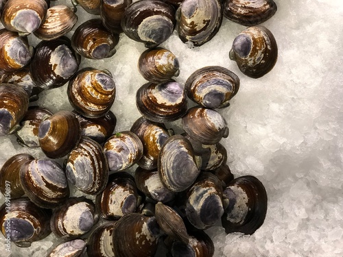 Fresh clams on ice on display at a seafood market