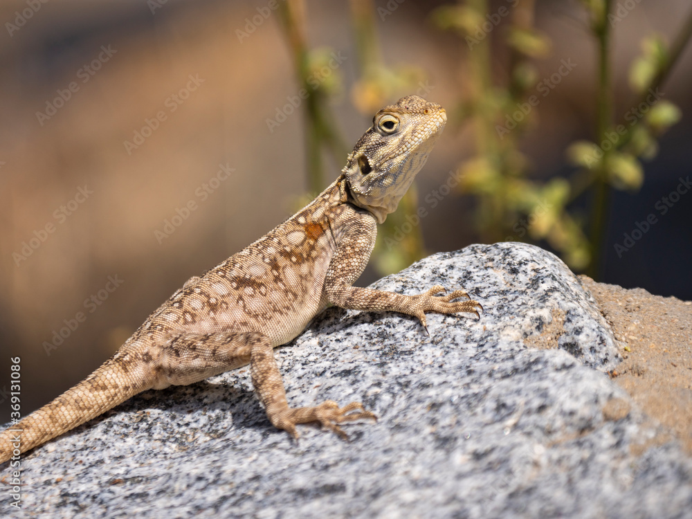 Rock Agama Lizards in the Al Hada mountain region of Taif, Saudi Arabia Rock Agama Lizards in the Al Hada mountain region of Taif, Saudi Arabia