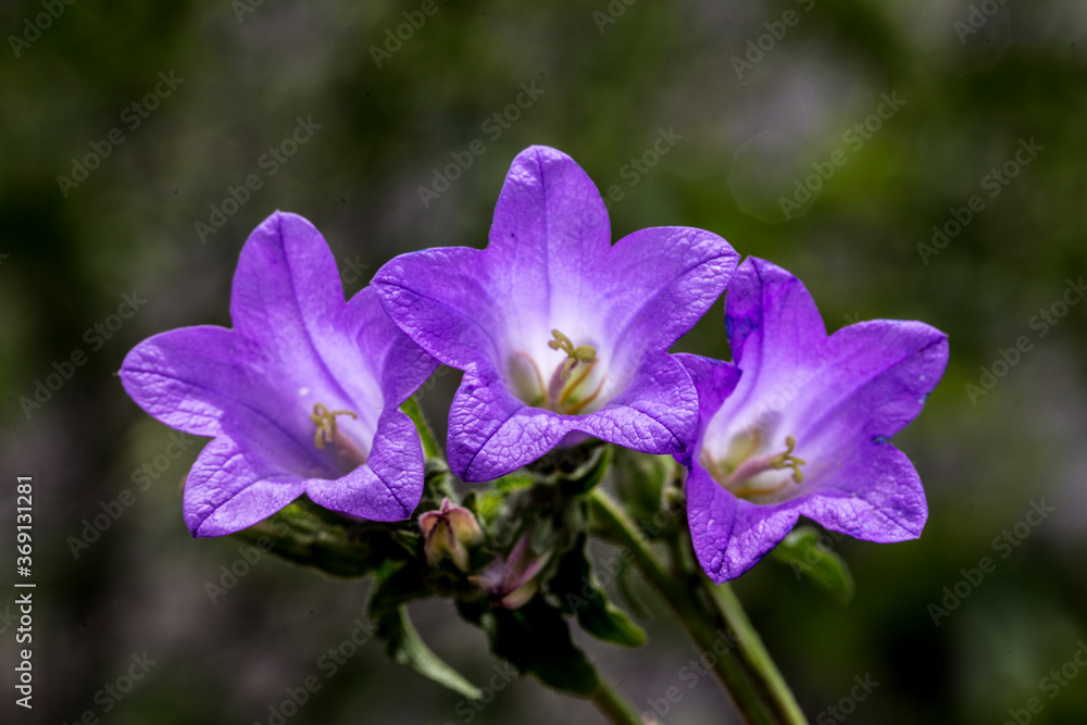 Delicate blue bell flowers (Campanula) on the flowerbed in summer among green grass in the garden. They are wonderful spring and summer flowers. (Bell flowers persicifolia) Delicate blue bell flowers (Campanula) on the flowerbed in summer among green grass in the garden. They are wonderful spring and summer flowers. (Bell flowers persicifolia)