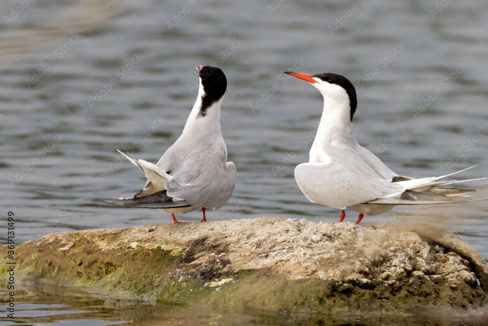 Rybitwa rzeczna (Sterna hirundo) Rybitwa rzeczna (Sterna hirundo)