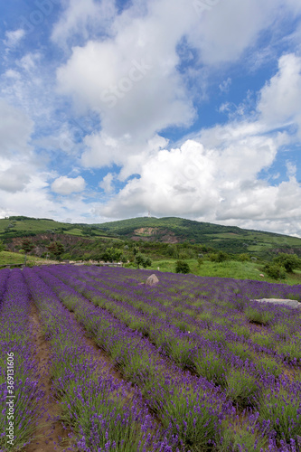 Lavender fields near the village of Tarcal