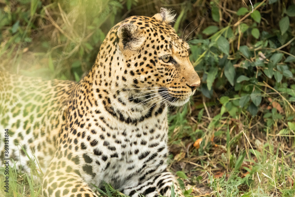 Leopard Chilling Out in the Bushes Leopard Chilling Out in the Bushes