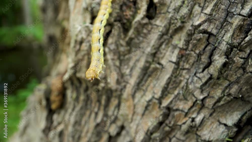 Closer look of the caterpillar crawling on the bark Closer look of the caterpillar crawling on the bark